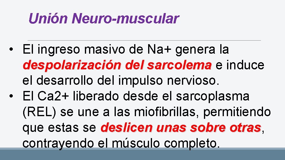 Unión Neuro-muscular • El ingreso masivo de Na+ genera la despolarización del sarcolema e