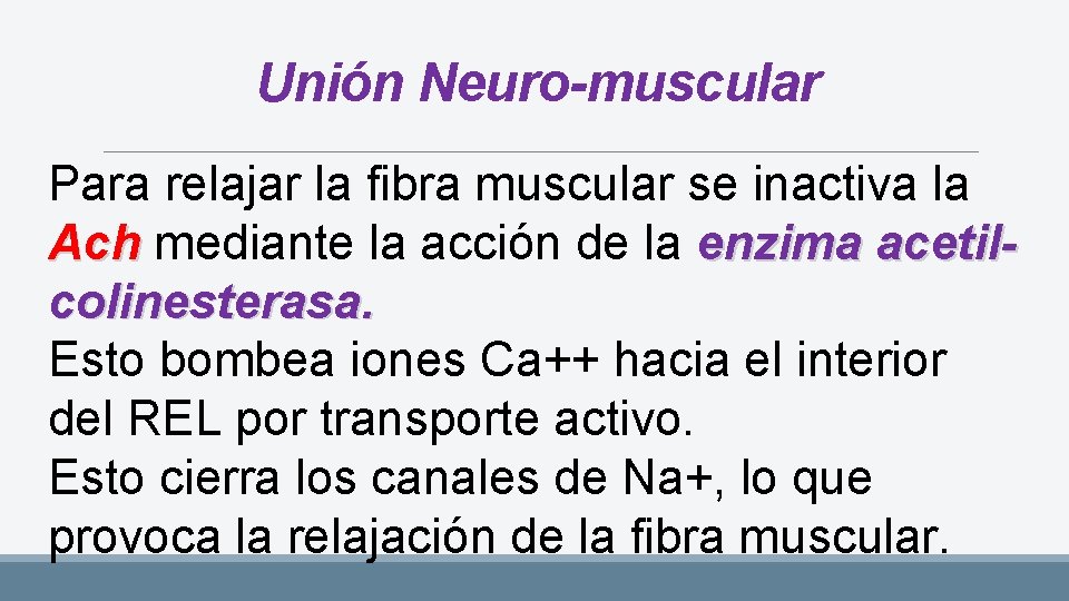 Unión Neuro-muscular Para relajar la fibra muscular se inactiva la Ach mediante la acción