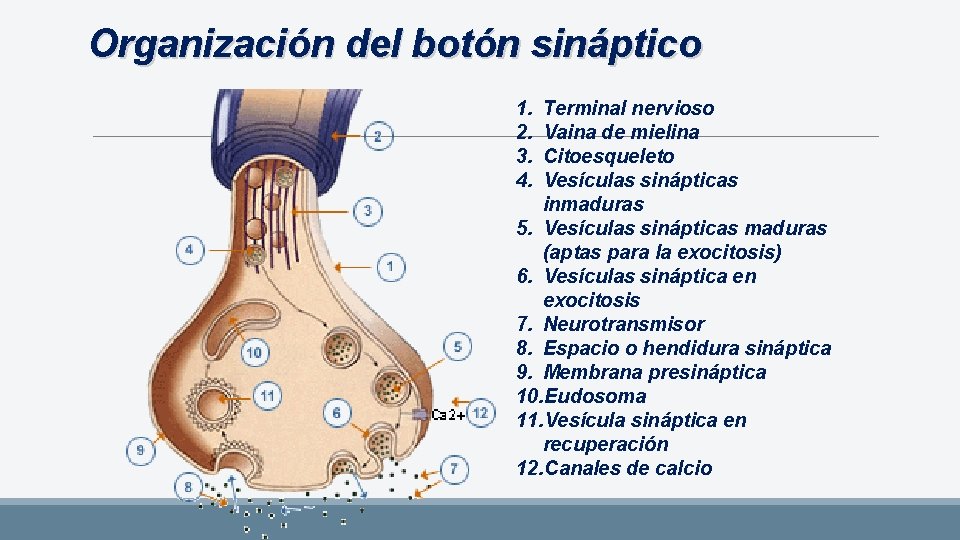 Organización del botón sináptico 1. 2. 3. 4. Terminal nervioso Vaina de mielina Citoesqueleto