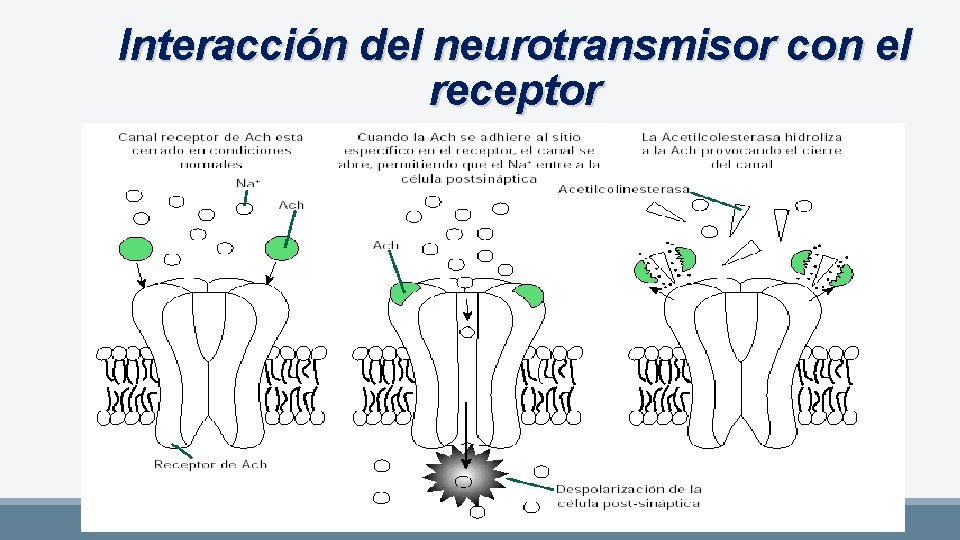 Interacción del neurotransmisor con el receptor 