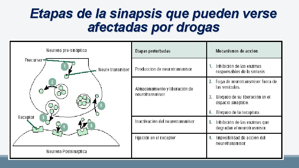 Etapas de la sinapsis que pueden verse afectadas por drogas 