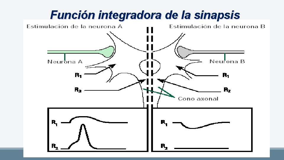 Función integradora de la sinapsis 