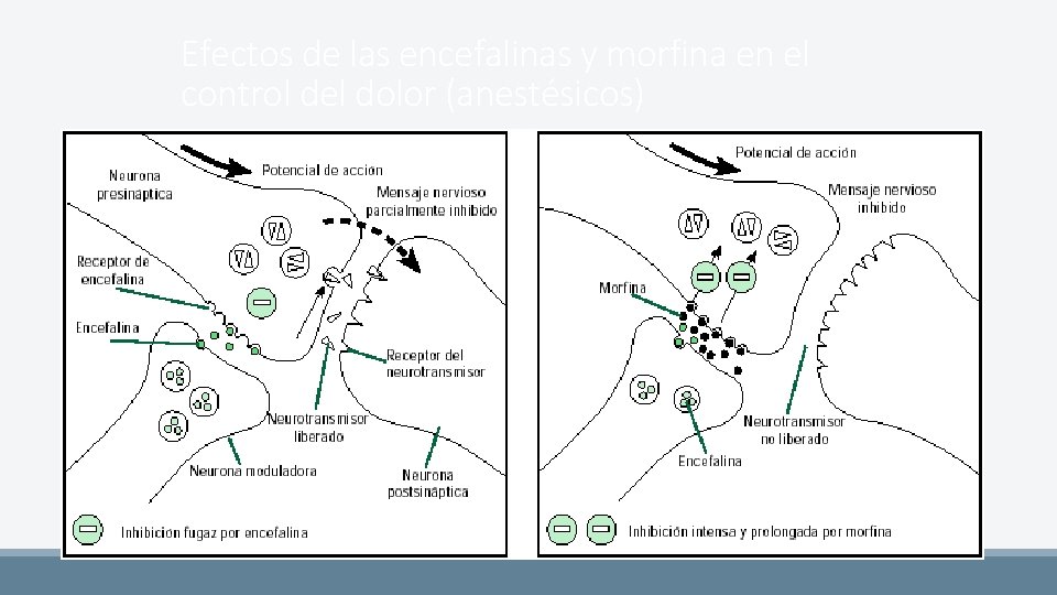 Efectos de las encefalinas y morfina en el control del dolor (anestésicos) 