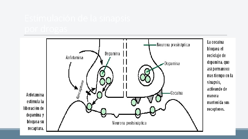 Estimulación de la sinapsis por drogas 