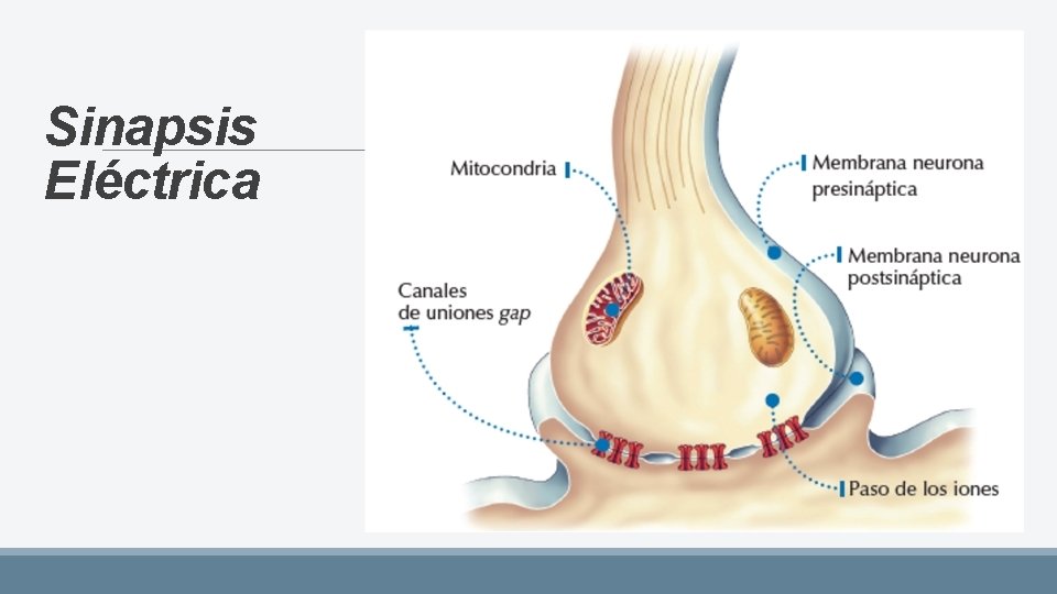 Sinapsis Eléctrica 