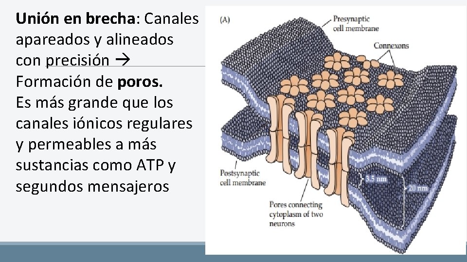 Unión en brecha: Canales apareados y alineados con precisión Formación de poros. Es más