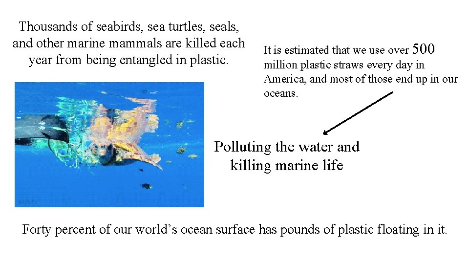 Thousands of seabirds, sea turtles, seals, and other marine mammals are killed each year
