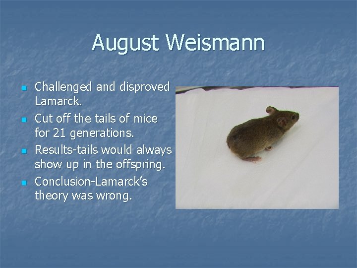 August Weismann n n Challenged and disproved Lamarck. Cut off the tails of mice