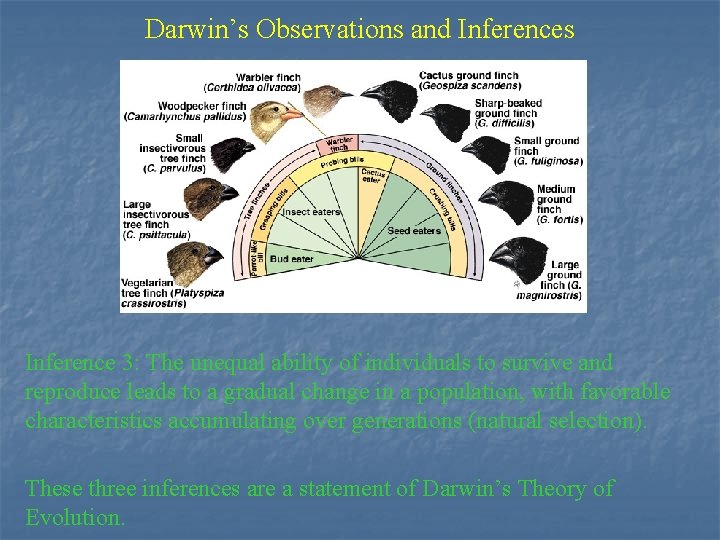 Darwin’s Observations and Inferences Inference 3: The unequal ability of individuals to survive and