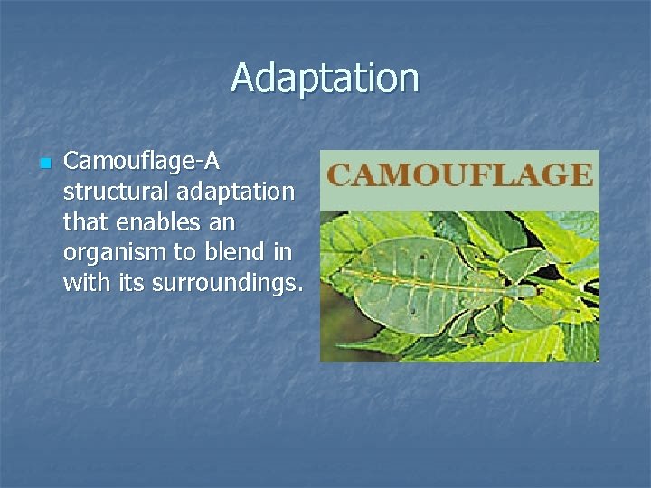 Adaptation n Camouflage-A structural adaptation that enables an organism to blend in with its