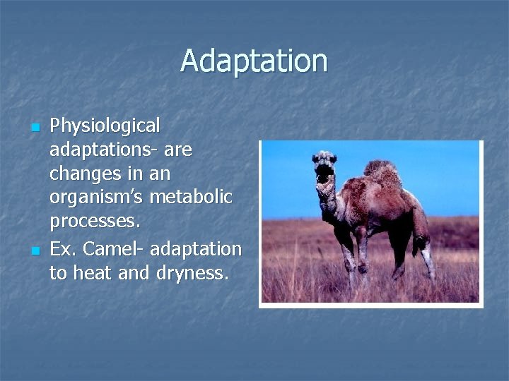 Adaptation n n Physiological adaptations- are changes in an organism’s metabolic processes. Ex. Camel-