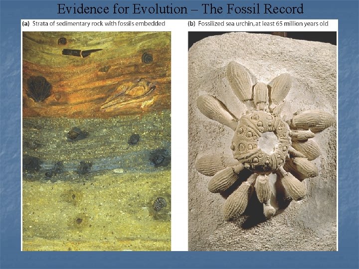 Evidence for Evolution – The Fossil Record 