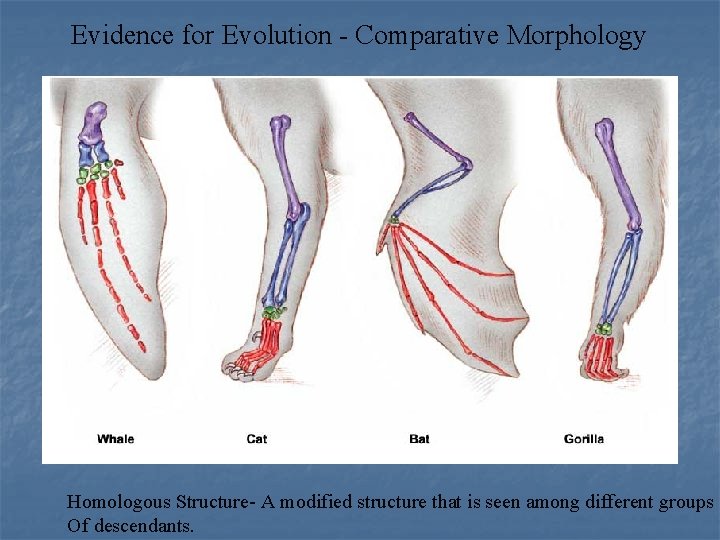 Evidence for Evolution - Comparative Morphology Homologous Structure- A modified structure that is seen