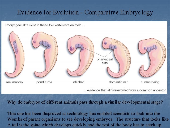 Evidence for Evolution - Comparative Embryology Why do embryos of different animals pass through