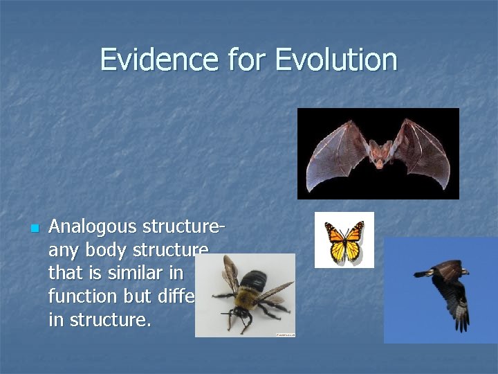 Evidence for Evolution n Analogous structureany body structure that is similar in function but