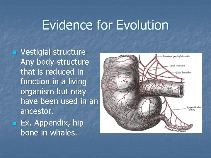 Evidence for Evolution n n Vestigial structure. Any body structure that is reduced in