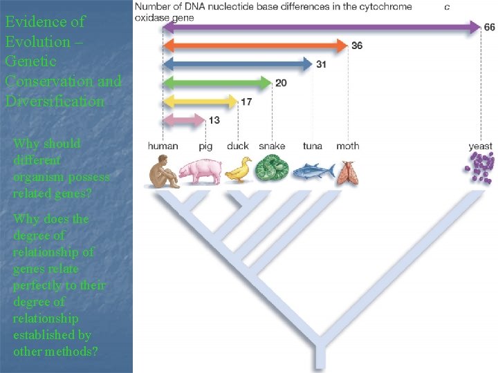 Evidence of Evolution – Genetic Conservation and Diversification Why should different organism possess related