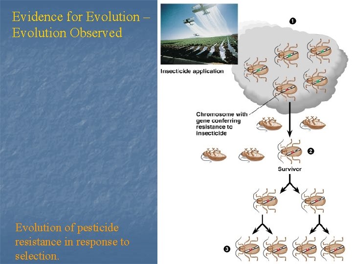 Evidence for Evolution – Evolution Observed Evolution of pesticide resistance in response to selection.