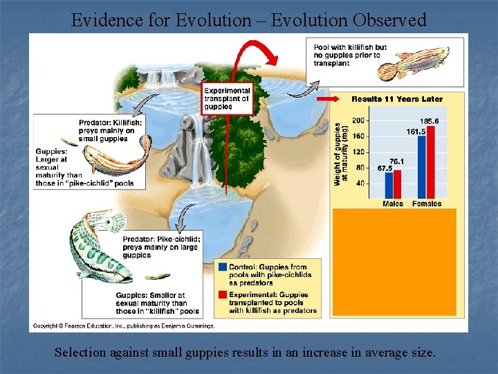 Evidence for Evolution – Evolution Observed Selection against small guppies results in an increase