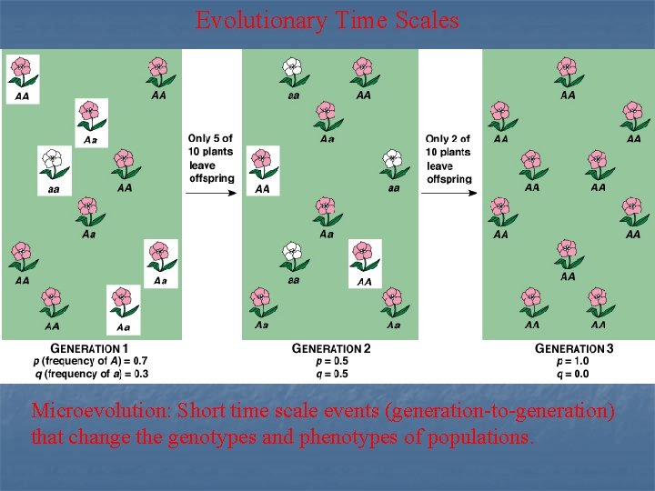 Evolutionary Time Scales Microevolution: Short time scale events (generation-to-generation) that change the genotypes and