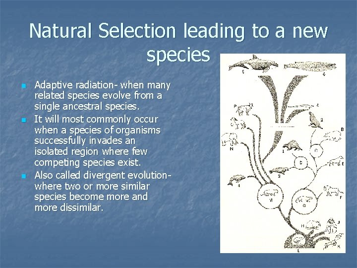 Natural Selection leading to a new species n n n Adaptive radiation- when many