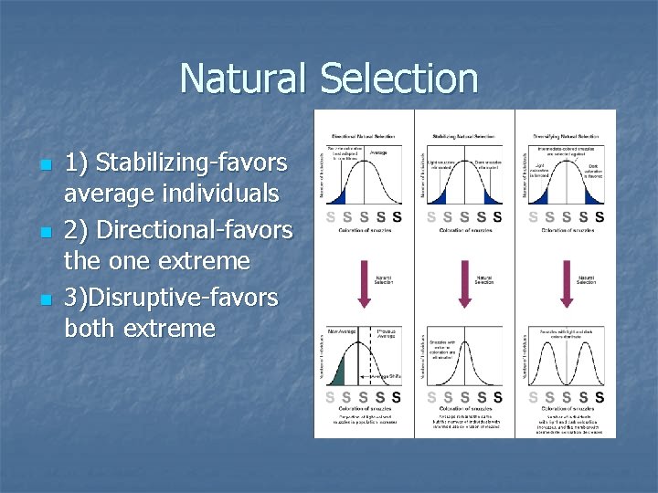 Natural Selection n 1) Stabilizing-favors average individuals 2) Directional-favors the one extreme 3)Disruptive-favors both