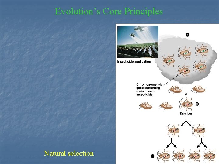 Evolution’s Core Principles Natural selection. 