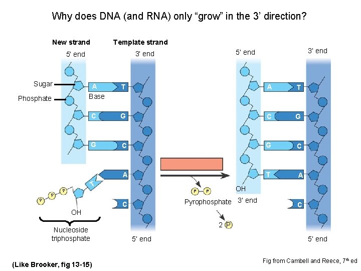 Why does DNA (and RNA) only “grow” in the 3’ direction? New strand Template