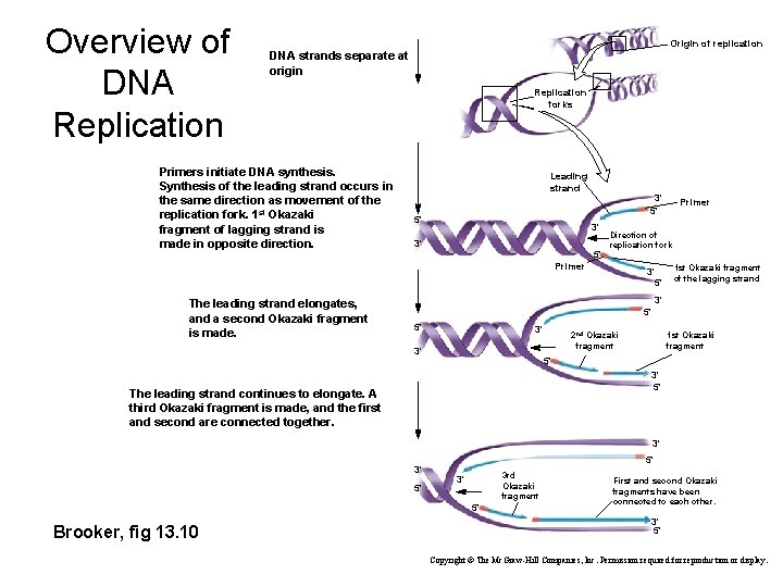 Overview of DNA Replication Origin of replication DNA strands separate at origin Primers initiate