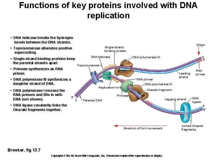 Functions of key proteins involved with DNA replication • DNA helicase breaks the hydrogen