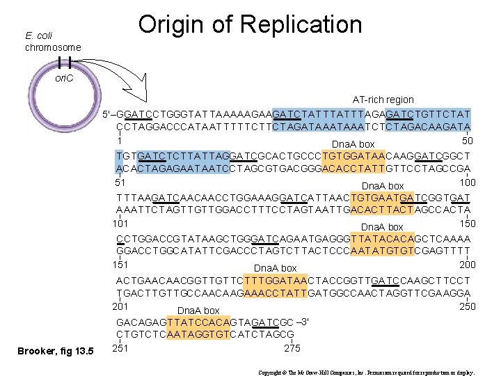 E. coli chromosome Origin of Replication ori. C AT-rich region 5′ –GGA T CC