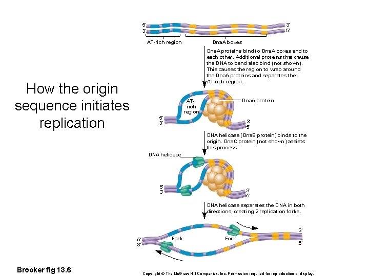 3′ 5′ 5′ 3′ AT-rich region Dna. A boxes Dna. A proteins bind to