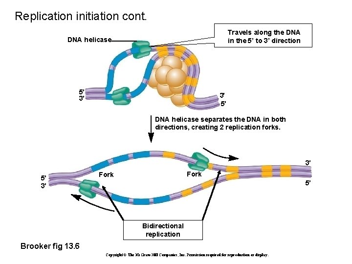 Replication initiation cont. Travels along the DNA in the 5’ to 3’ direction DNA