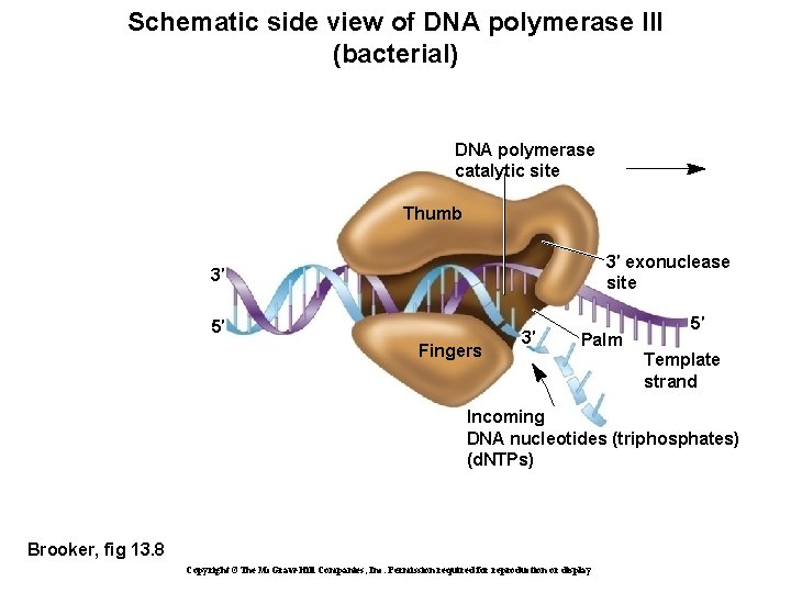 Schematic side view of DNA polymerase III (bacterial) DNA polymerase catalytic site Thumb 3′