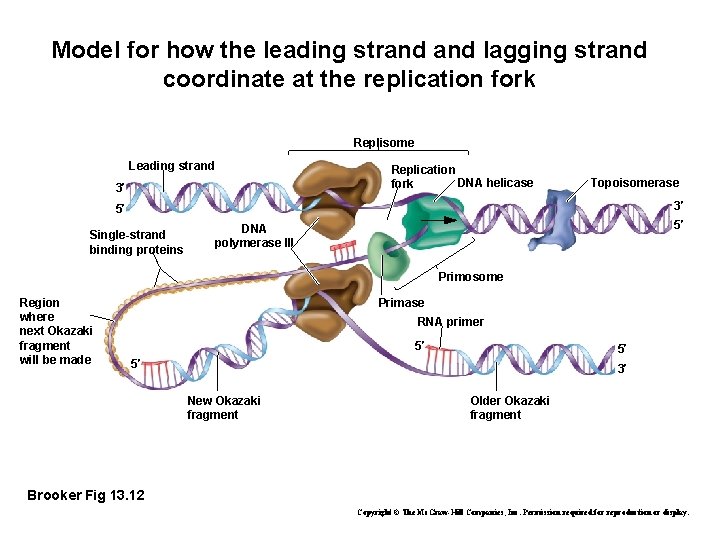 Model for how the leading strand lagging strand coordinate at the replication fork Replisome