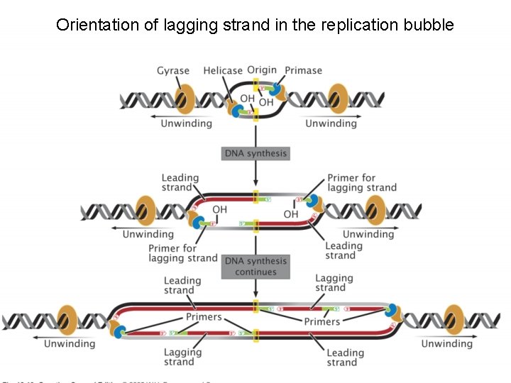 Orientation of lagging strand in the replication bubble 