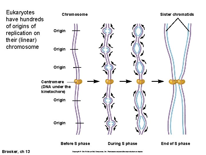 Eukaryotes have hundreds of origins of replication on their (linear) chromosome Chromosome Sister chromatids