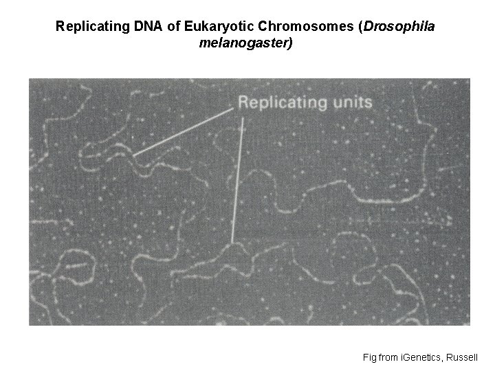 Replicating DNA of Eukaryotic Chromosomes (Drosophila melanogaster) Fig from i. Genetics, Russell 