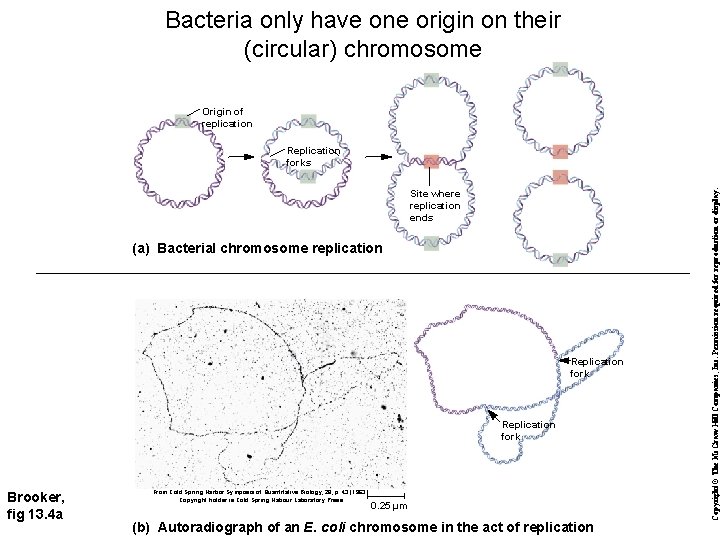 Bacteria only have one origin on their (circular) chromosome Origin of replication Site where