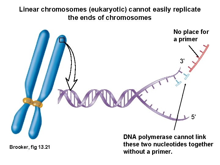 Linear chromosomes (eukaryotic) cannot easily replicate the ends of chromosomes No place for a