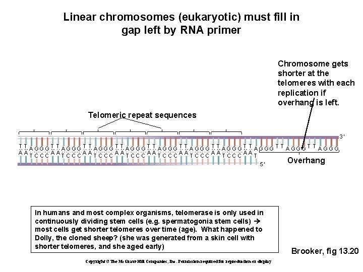 Linear chromosomes (eukaryotic) must fill in gap left by RNA primer Chromosome gets shorter