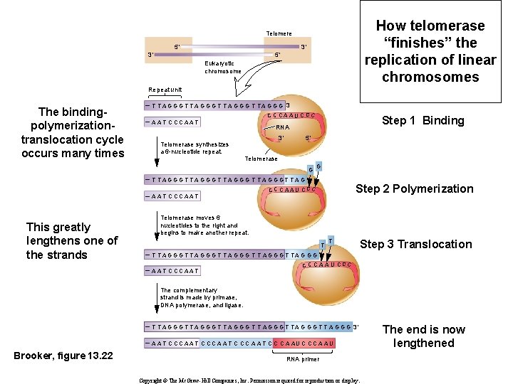 How telomerase “finishes” the replication of linear chromosomes Telomere 5′ 3′ 3′ 5′ Eukaryotic