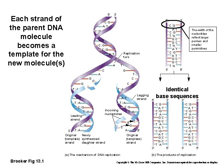 5′ Each strand of the parent DNA molecule becomes a template for the new
