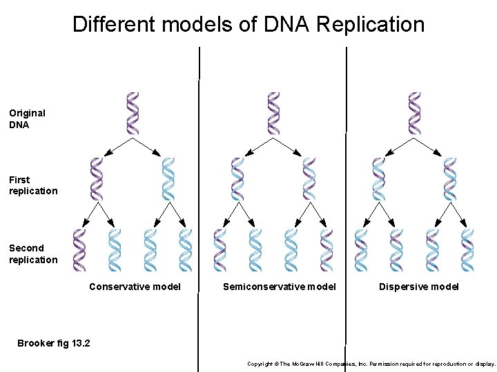 Different models of DNA Replication Original DNA First replication Second replication Conservative model Semiconservative