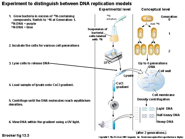 Experiment to distinguish between DNA replication models Experimental level 1. Grow bacteria in excess