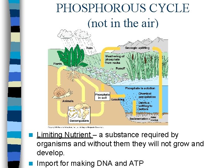 PHOSPHOROUS CYCLE (not in the air) Limiting Nutrient – a substance required by organisms