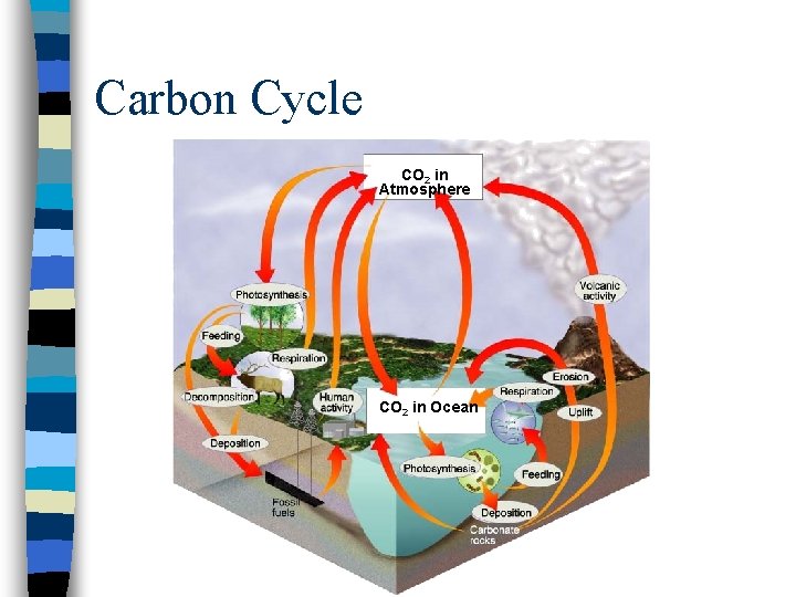 Carbon Cycle CO 2 in Atmosphere CO 2 in Ocean 