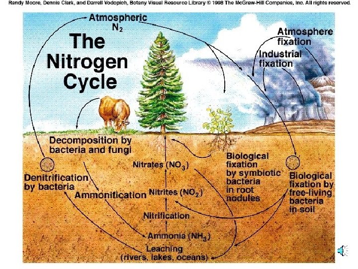 Nitrogen Cycle 