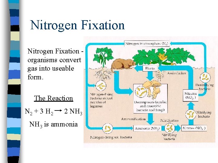 Nitrogen Fixation organisms convert gas into useable form. The Reaction N 2 + 3