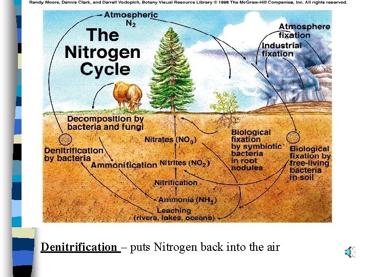 Denitrification – puts Nitrogen back into the air 